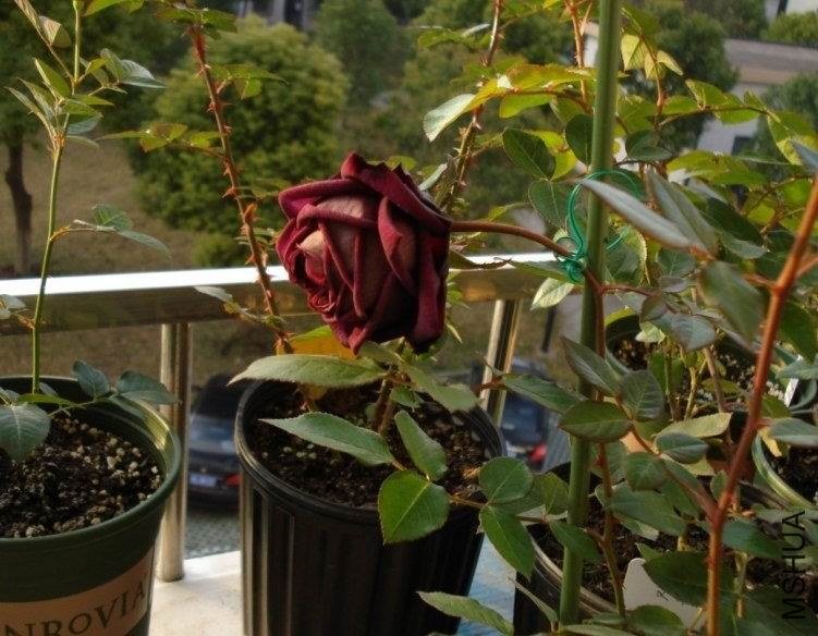 O(L8[XFPR}W6ZG$X)52{1DX   �ʹ�.jpg