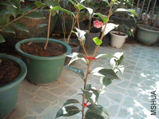 ��Ƭ 1460[1].jpg