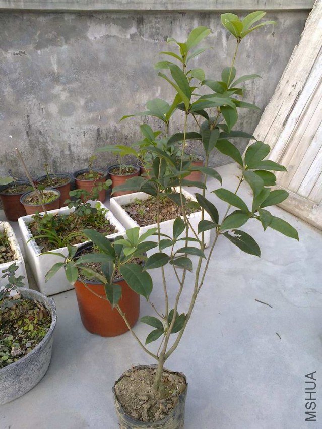��Ƭ0888.jpg