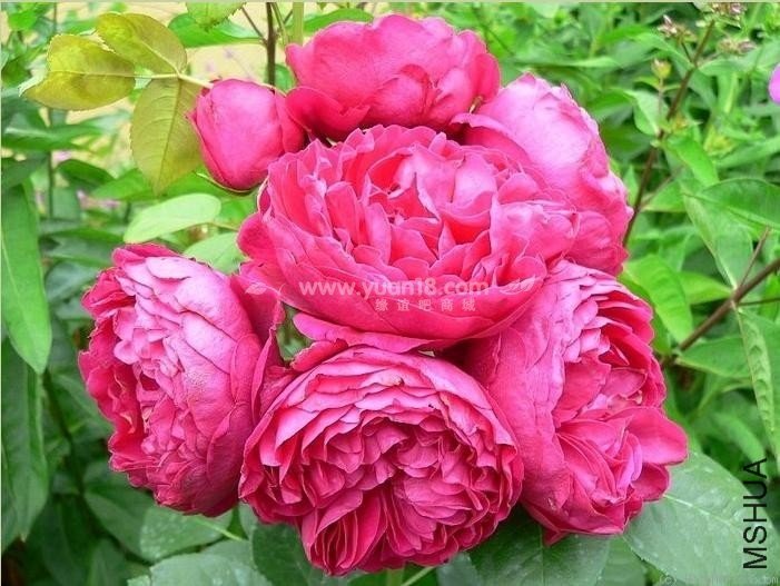 ��˹���� of ing.jpg