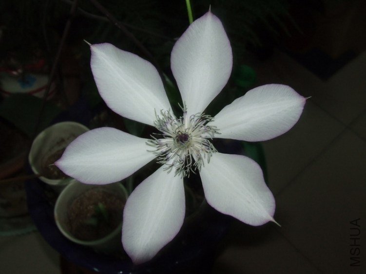 ����һ�ܵ����ü���