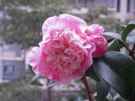 my flowers 001.JPG