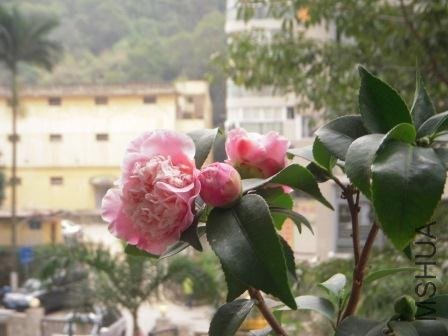 my flowers 005.JPG