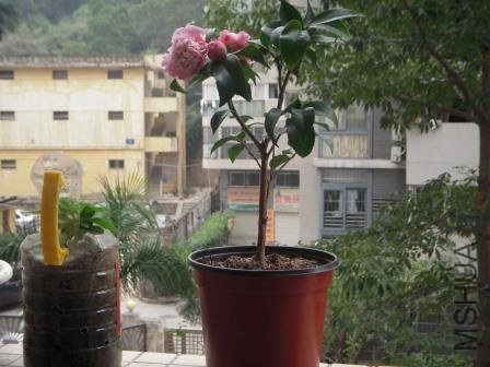 my flowers 006.JPG