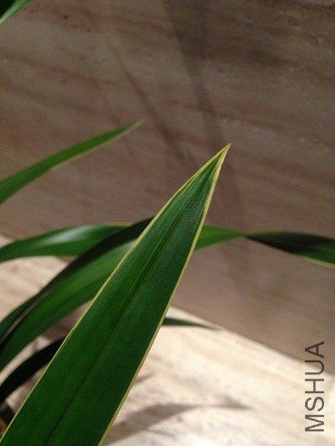 IMG_0155.JPG
