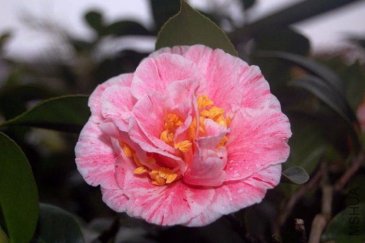 DSC_00070007.JPG