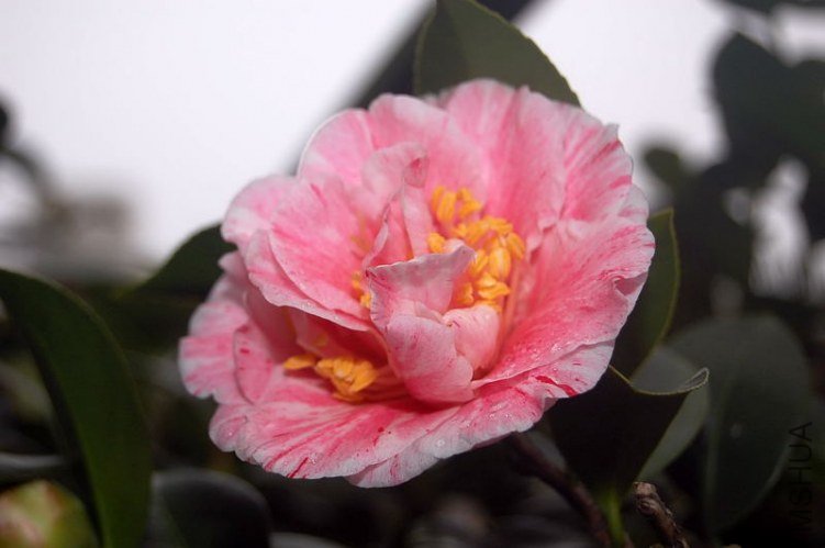 DSC_00060006.JPG