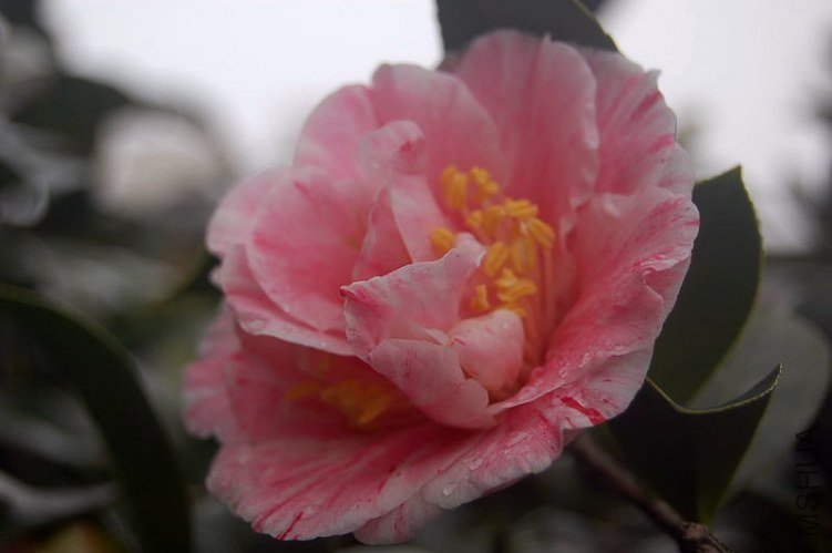 DSC_00050005.JPG