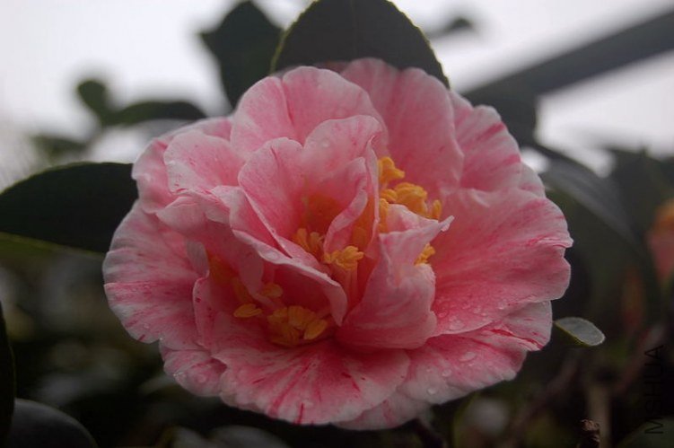DSC_00040004.JPG