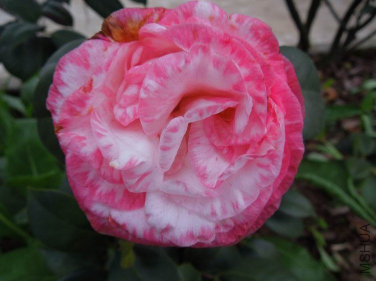 ������С DSCN4370.JPG
