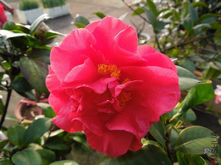 ������С DSCN4335.JPG
