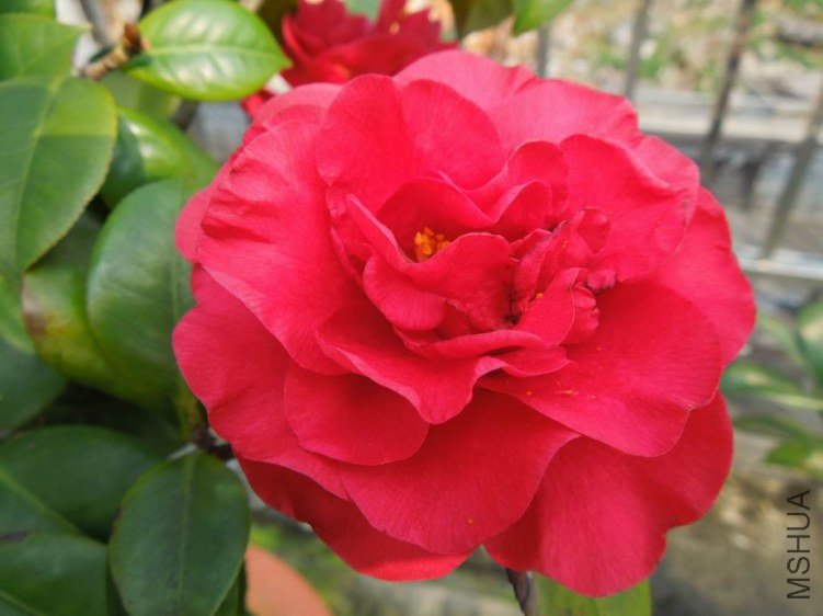 ������С DSCN4359.JPG