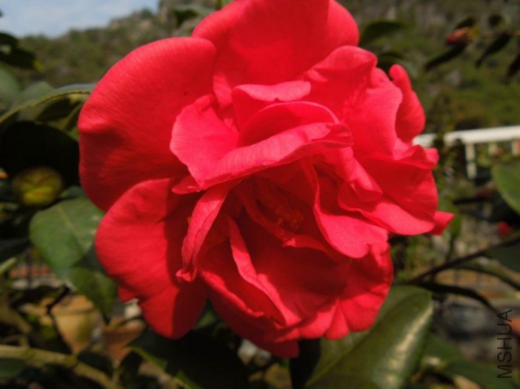 ������С DSCN4361.JPG