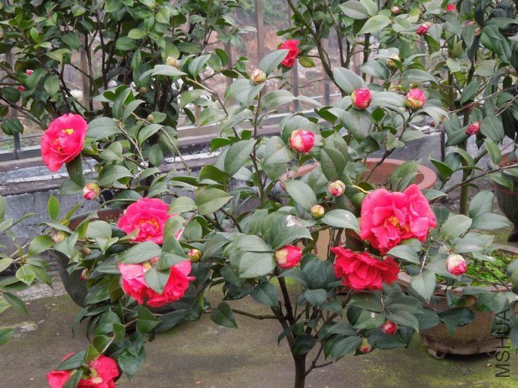 ������С DSCN4404.JPG