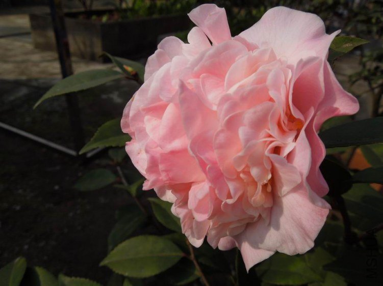 ������С DSCN4353.JPG