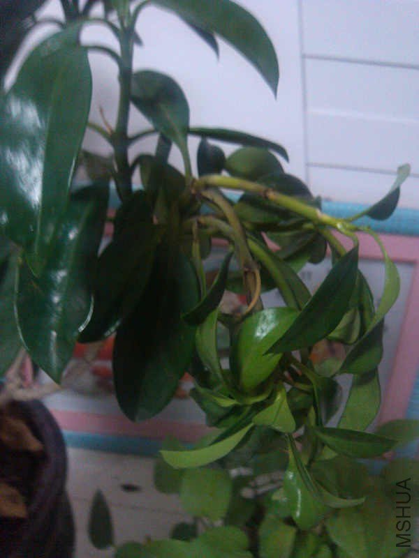 IMG_20130121_190308_����.jpg