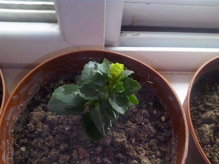 �����һ�仨��