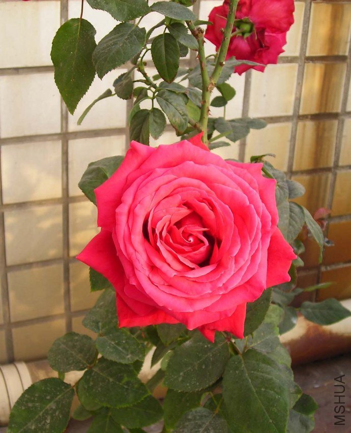 3f.jpg