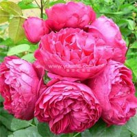 ��˹���أ�Ascot��-0.jpg