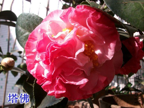 ��Ƭ 057_����1.jpg