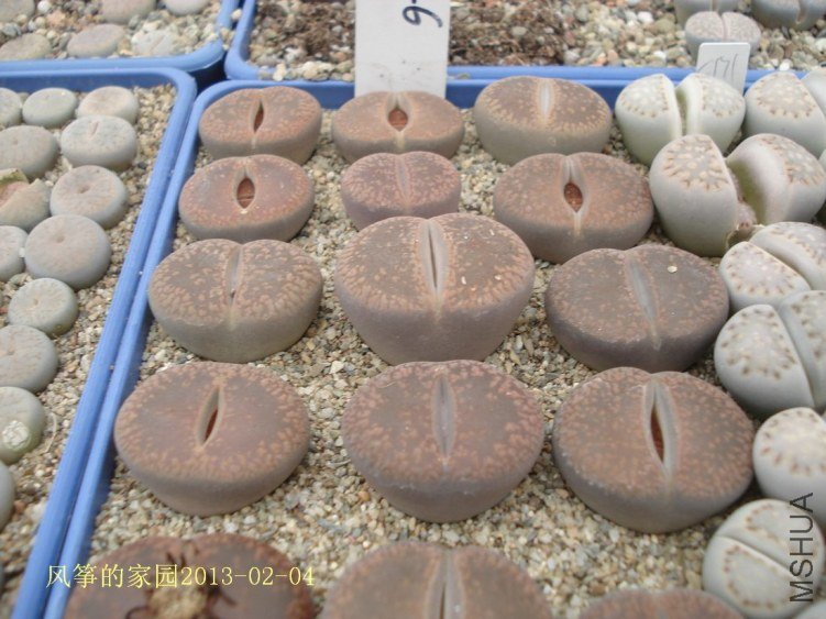 DSC07925.jpg