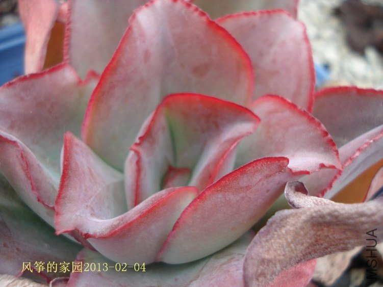 DSC07975.jpg