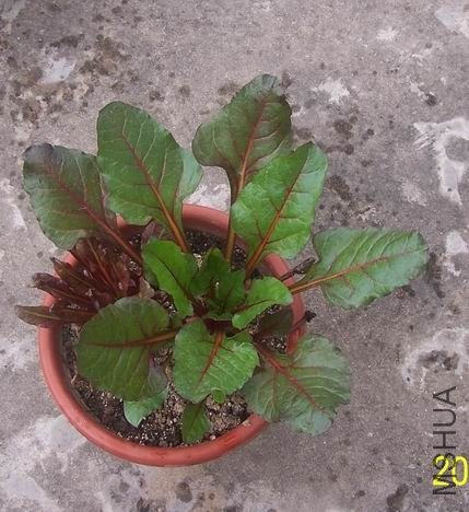 100_3482.jpg
