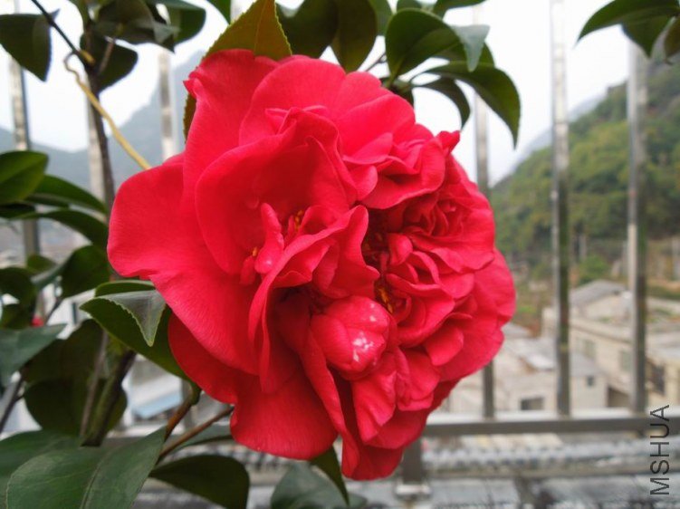 ������С DSCN4486.JPG
