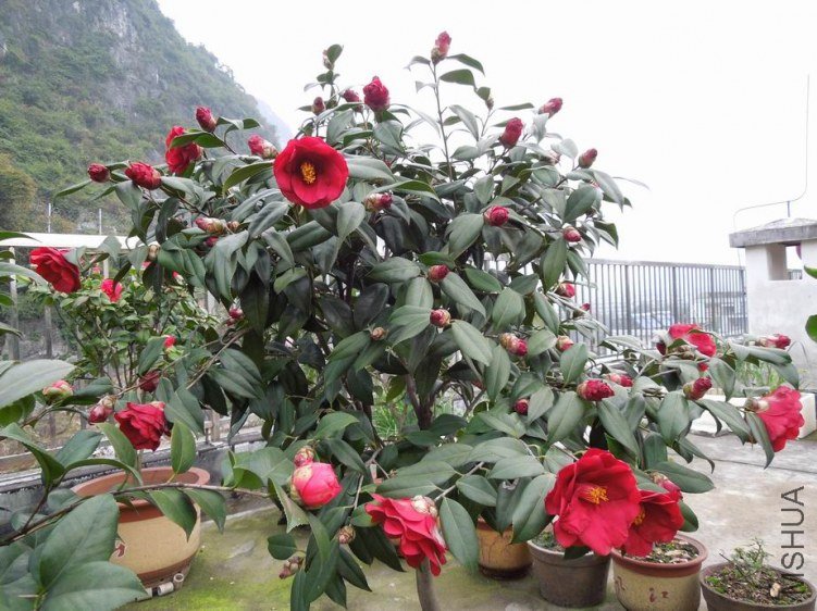 ������С DSCN4450.JPG