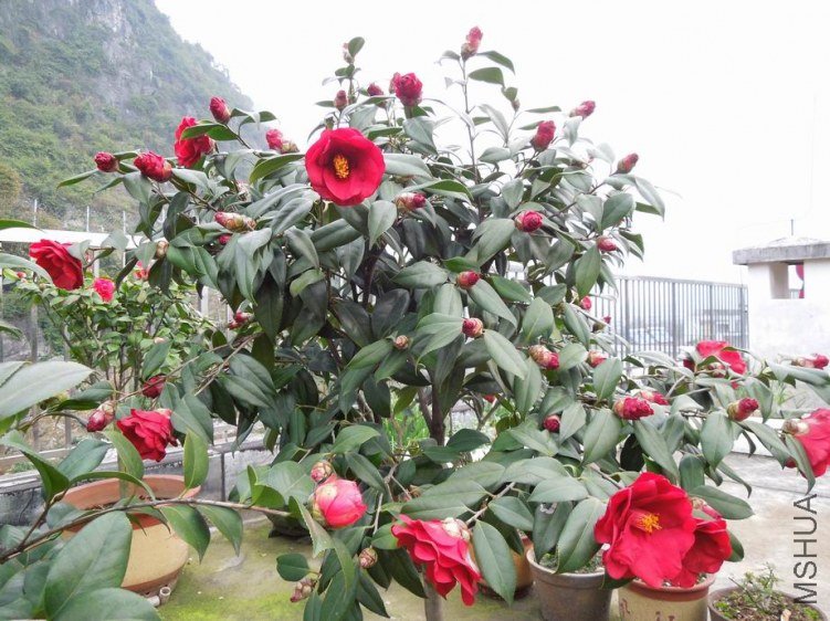 ������С DSCN4452.JPG