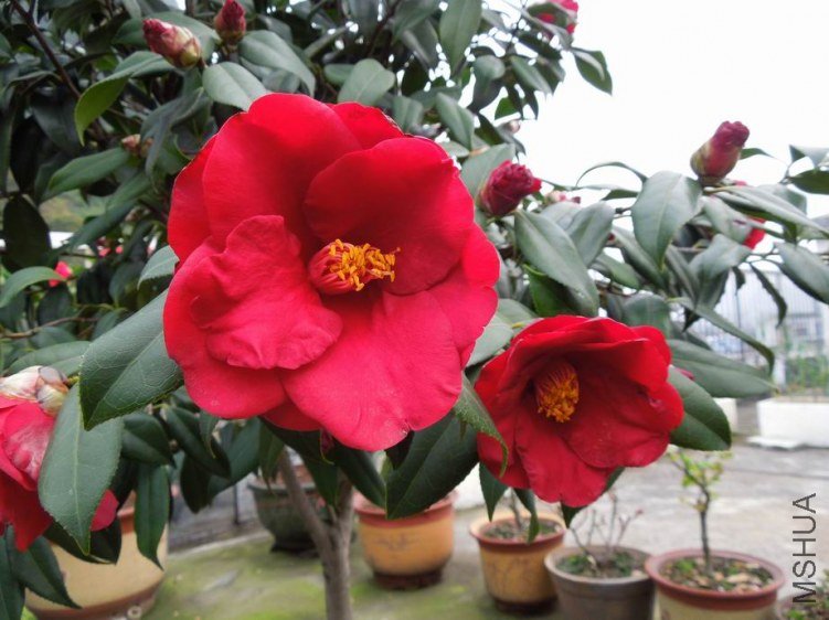 ������С DSCN4453.JPG