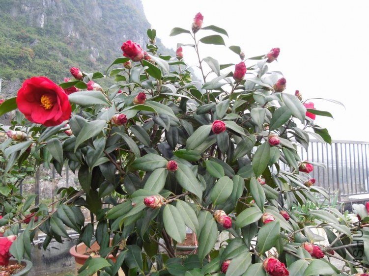 ������С DSCN4454.JPG