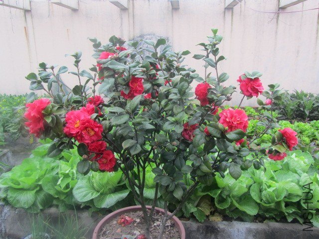 IMG_3150.jpg
