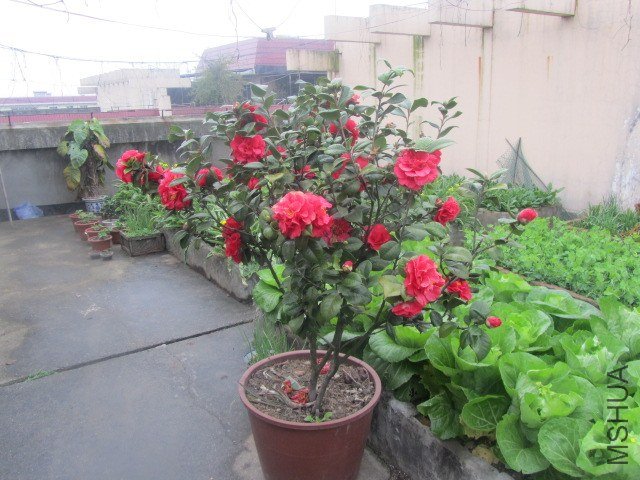 IMG_3151.jpg