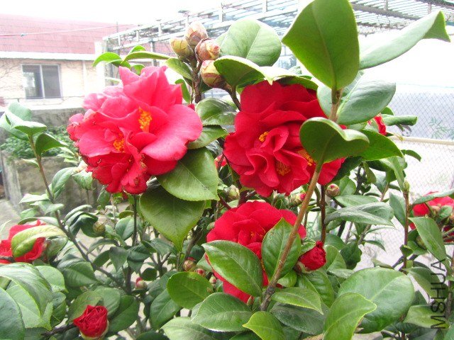 IMG_3080.jpg