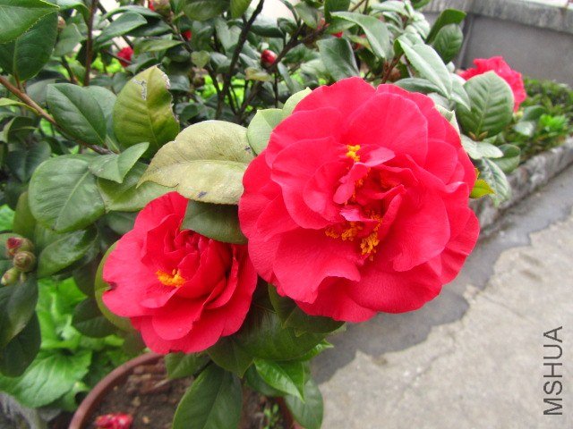 IMG_3079.jpg