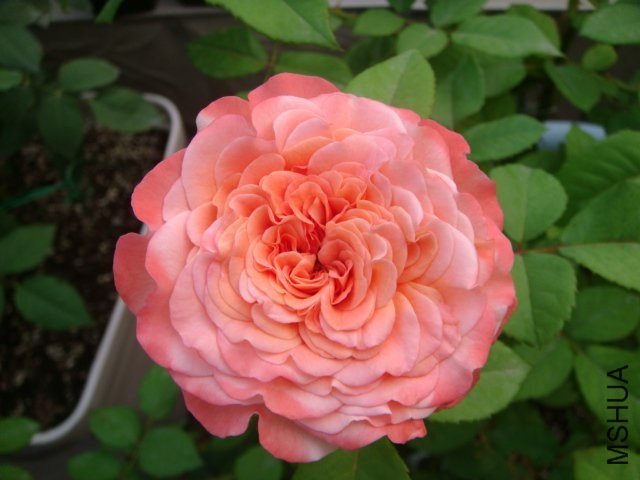 �¹�˹��·��˹��Augusta Luise��of Hunter .jpg