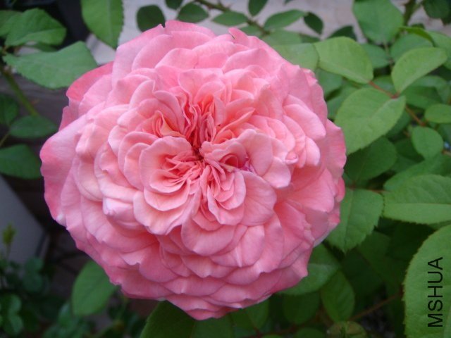 �¹�˹��·��˹��Augusta Luise��2 of Hunter .jpg