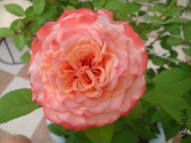 �¹�˹��·��˹��Augusta Luise��3 of Hunter .jpg