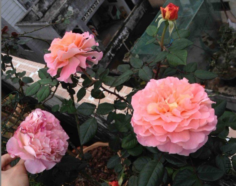 �¹�˹��·��˹��Augusta Luise��of ������С�۷�.jpg