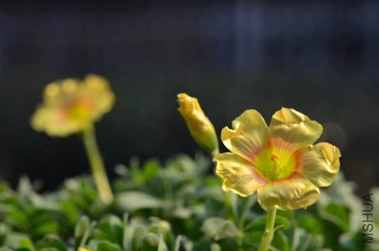 Oxalis obtusa Apricot Cream 20130130 002.JPG