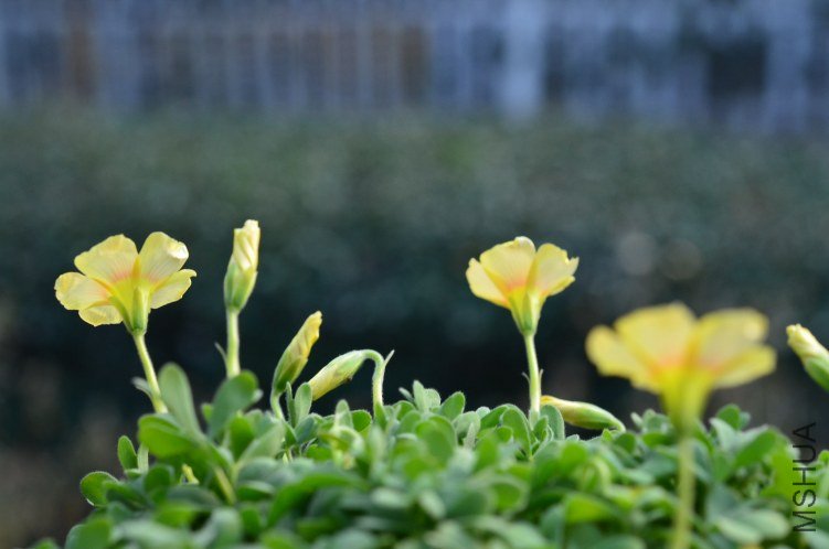 Oxalis obtusa Apricot Cream 20130130 005.JPG