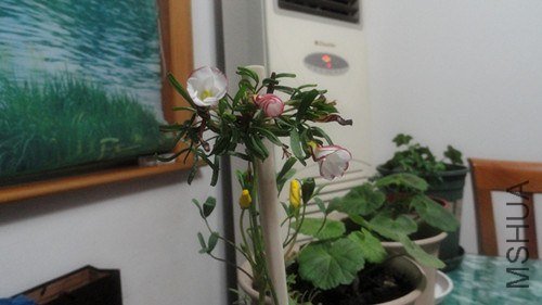 DSC00549_����.jpg