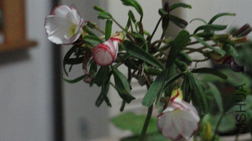 DSC00554_����.jpg
