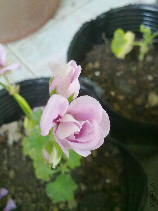 20121102051.jpg