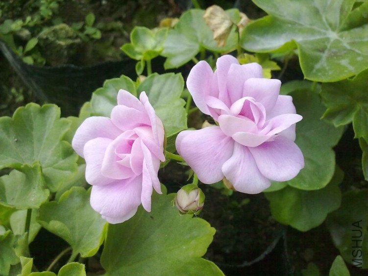 20130129534.jpg