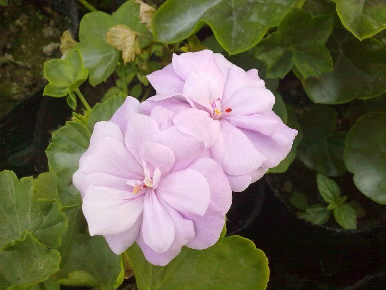 20130130543.jpg