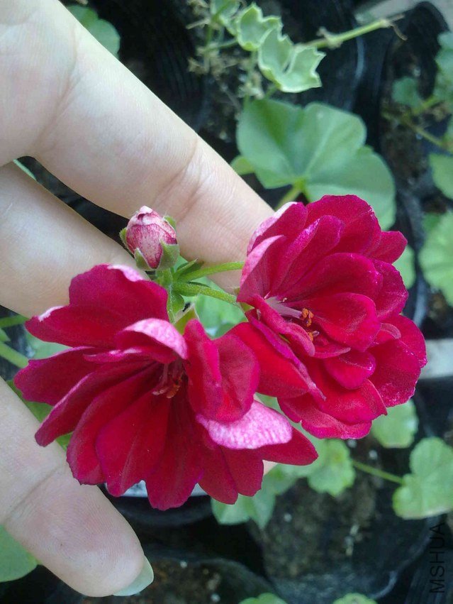 20121119096.jpg