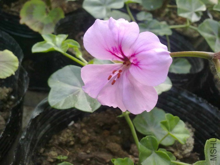 20130108341.jpg