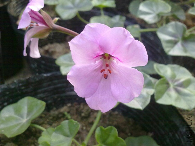 20130108340.jpg